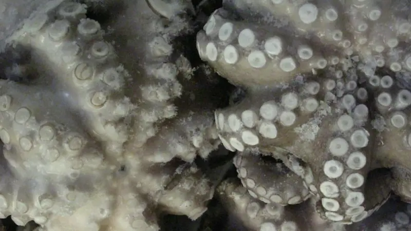 The SFP has announced a new Yucatan octopus FIP Photo: Quentin Bates