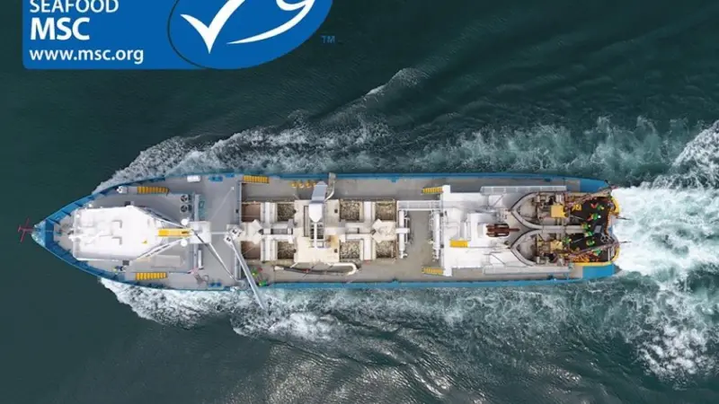 Atlantic Menhaden gets MSC Certification