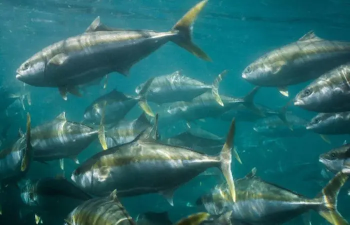 Clean Seas Seafood has ambitious plans, hoping to expand sales volumes of its kingfish by 50% Photo: Clean Seas Seafood