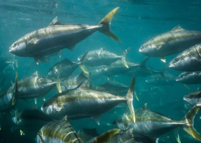 Clean Seas Seafood has ambitious plans, hoping to expand sales volumes of its kingfish by 50% Photo: Clean Seas Seafood