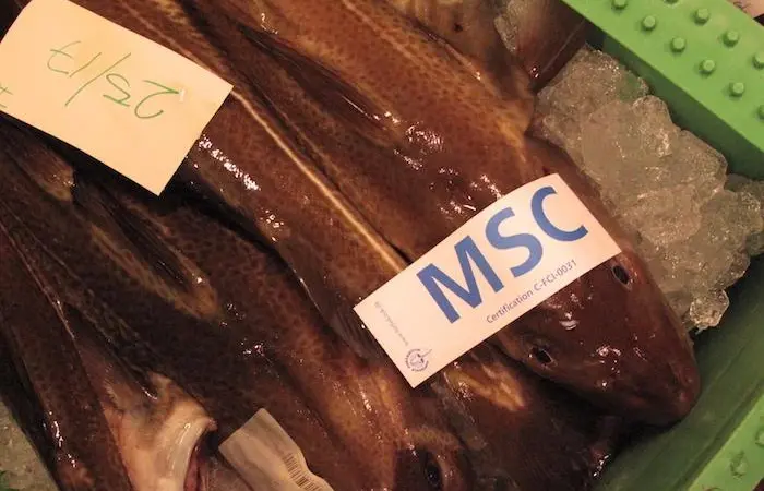 Joint efforts to head off North Sea cod cut