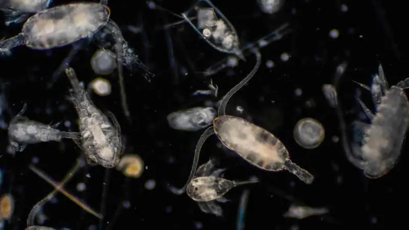 A Scottish consortium has developed an early warning system that helps detect toxic algae build-up Photo: OTAQ