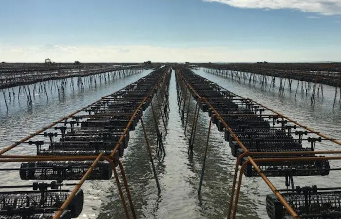 South Australia aquaculture leases extended