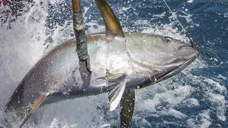 Pelagic longline fishermen in the Gulf of Mexico are being invited to help restore stock levels damaged by the Deepwater Horizon oil spill Photo: NOAA