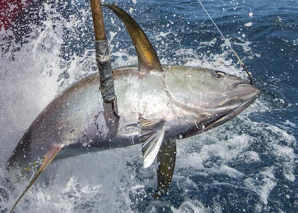 Pelagic longline fishermen in the Gulf of Mexico are being invited to help restore stock levels damaged by the Deepwater Horizon oil spill Photo: NOAA
