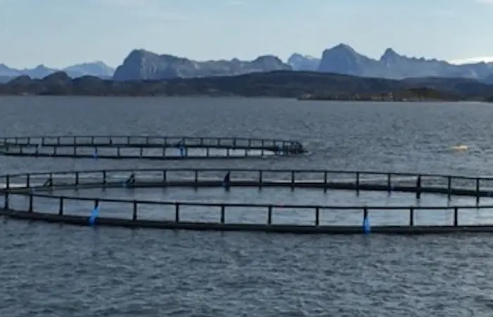 With their partnership with Salmon Group, Corbion and BioMar are focusing on sustainable feed