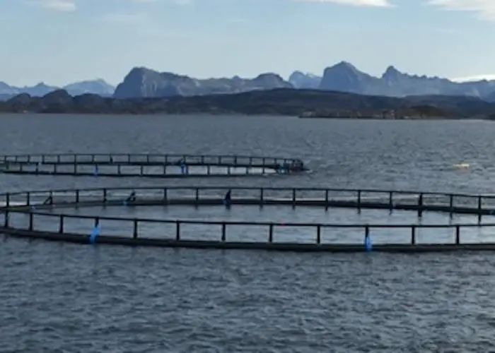 With their partnership with Salmon Group, Corbion and BioMar are focusing on sustainable feed
