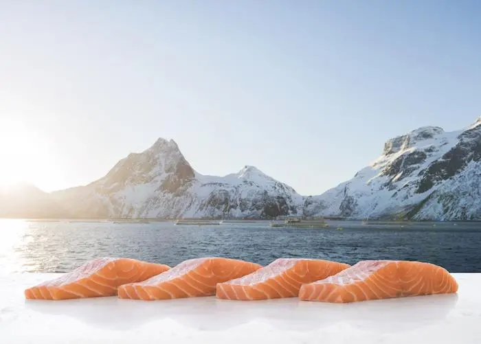 salmon