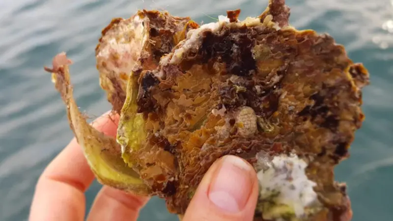 TNC is building a second large-scale reef system to revive native oyster populations Photo: TNC