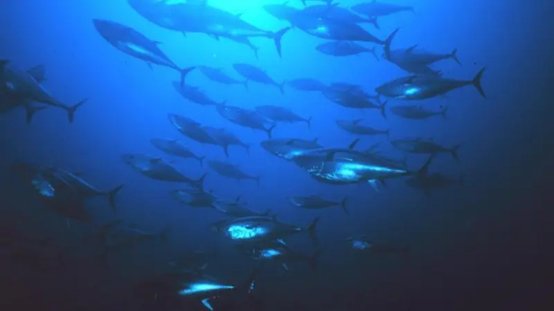 Tuna measures adopted at ICCAT meeting