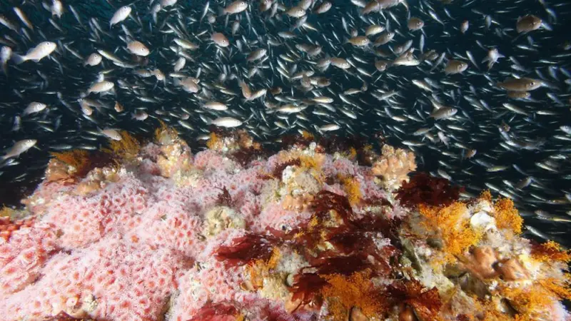 NOAA Fisheries has revised the Fishery Management Plan for groundfish off the West Coast Photo: NOAA