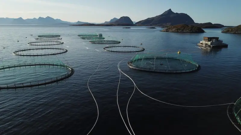 Kvarøy salmon farm off the island of Selsøyvær in the Norwegian Sea Photo: AKVA Group
