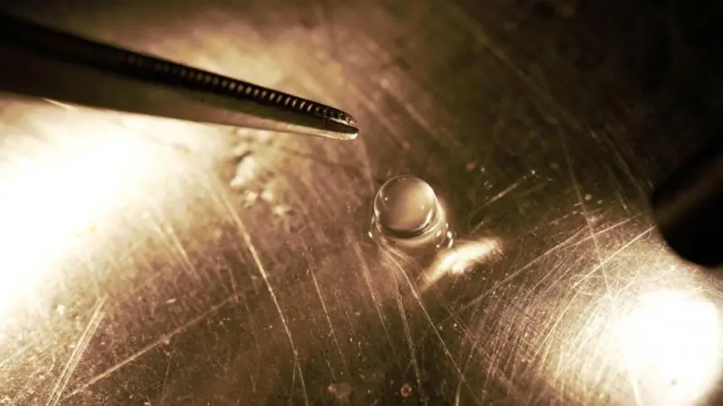 Sampling toothfish embryos to understand early developmental processes Photo: Steve Parker/NIWA