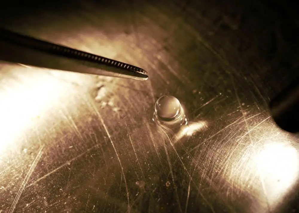 Sampling toothfish embryos to understand early developmental processes Photo: Steve Parker/NIWA