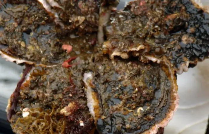 Maruto Suisan has been awarded MSC certification for its rope grown oyster fishery Photo: Maruto Suisan