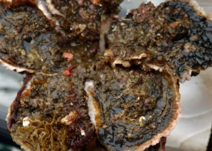 Maruto Suisan has been awarded MSC certification for its rope grown oyster fishery Photo: Maruto Suisan