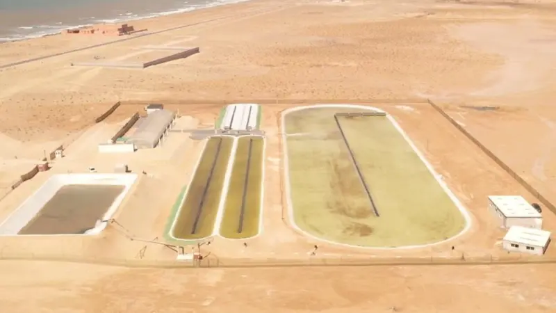 Microalgae: Sustainable Aquaculture to Feed The World