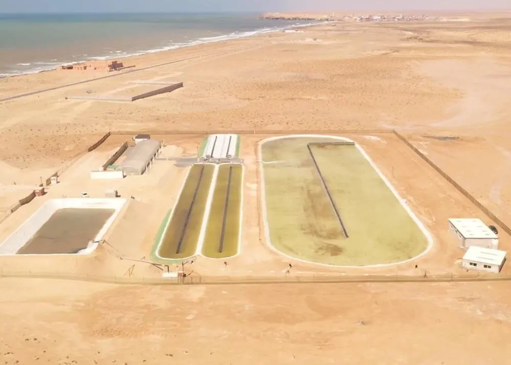 Microalgae: Sustainable Aquaculture to Feed The World