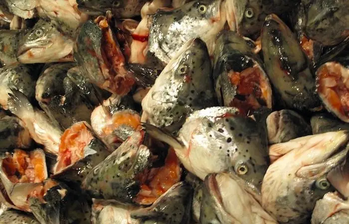 Iceland licenses fish waste for production