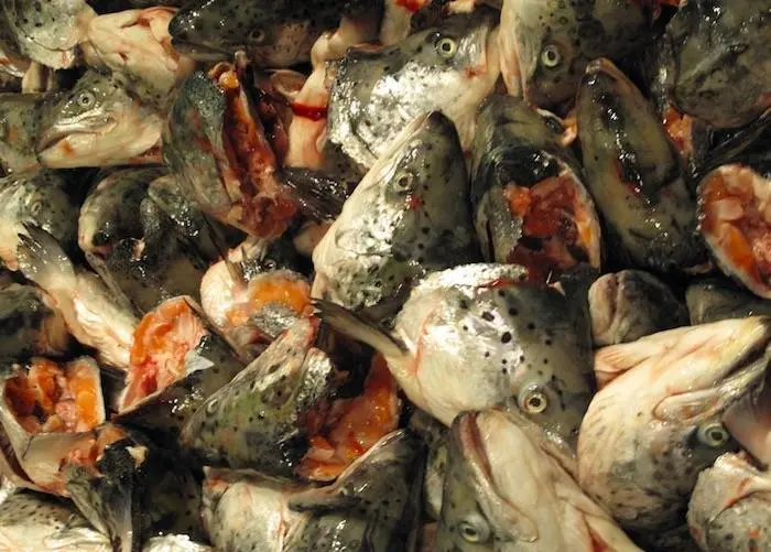 Iceland licenses fish waste for production