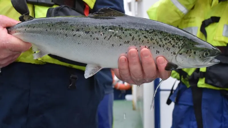 Hopes are increasing for an effective vaccine against sea lice Photo: SAIC