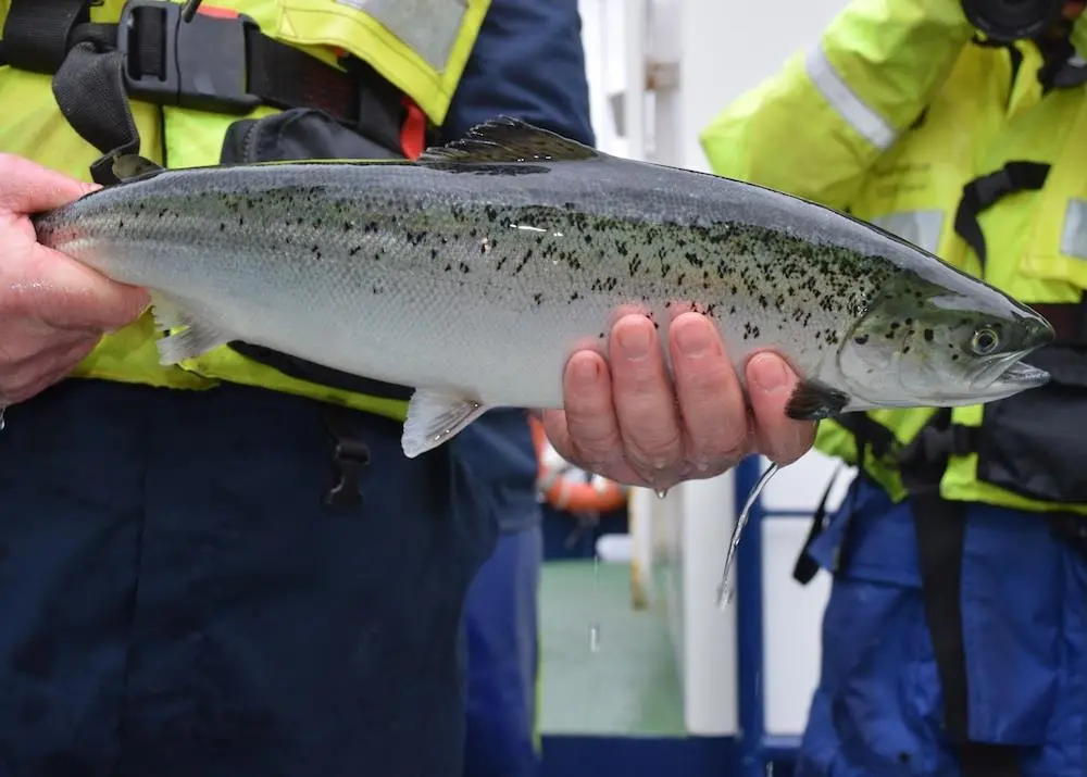 Hopes are increasing for an effective vaccine against sea lice Photo: SAIC