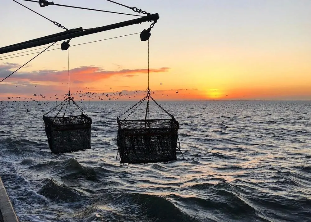 mussel farming