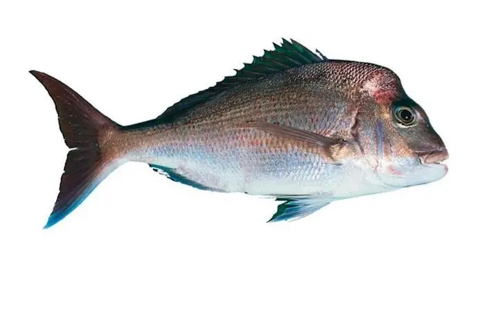 Fishery officers are investigating the possible illegal supply of snapper in Auckland Photo: Queensland government