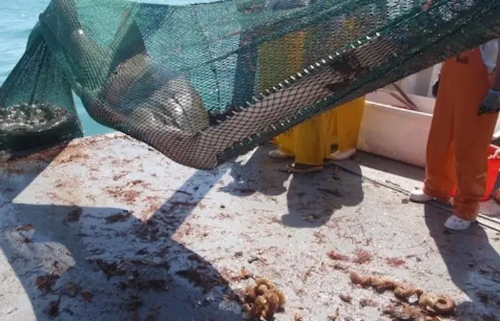 Conviction for killing sawfish