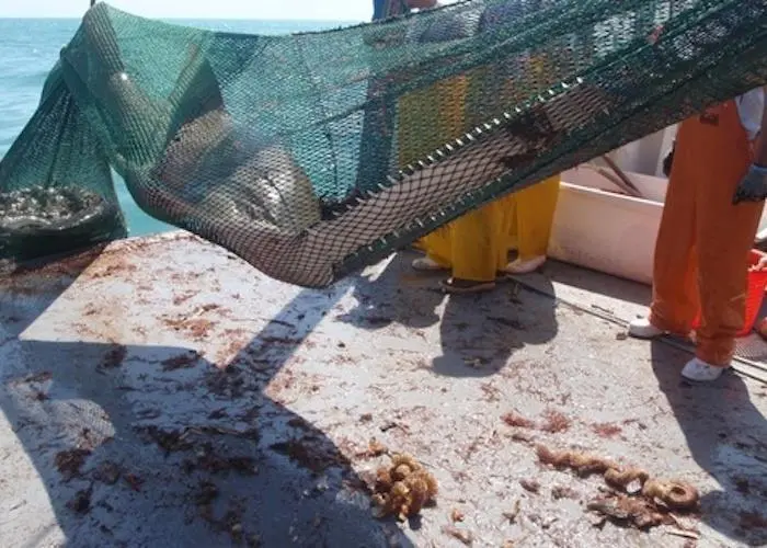 Conviction for killing sawfish