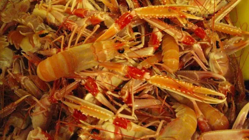 Iceland sets research quota for nephrops
