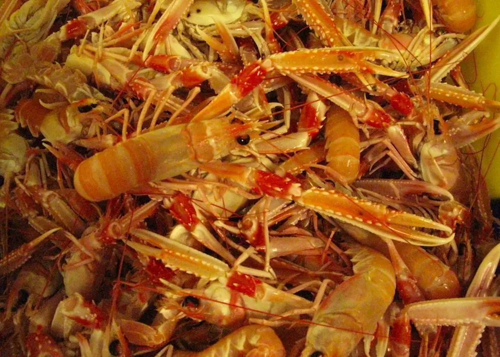 Iceland sets research quota for nephrops