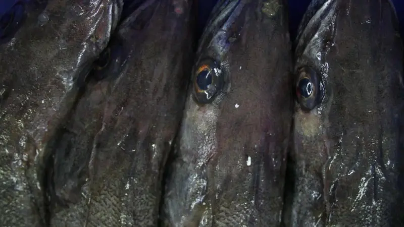 Fish quotas in European waters do not reflect fish distributions