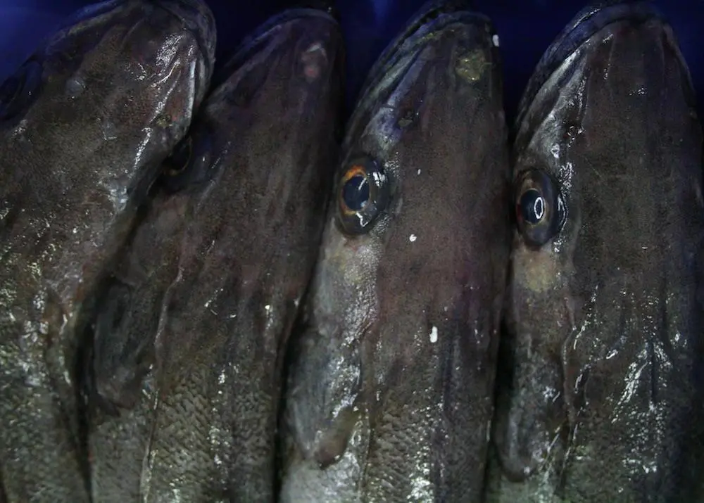 Fish quotas in European waters do not reflect fish distributions
