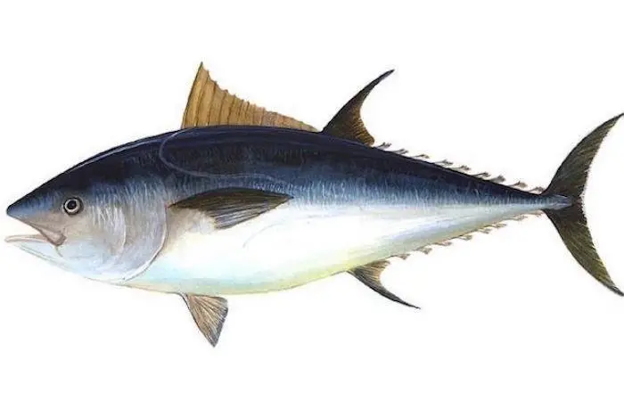 Objections to bluefin MSC certification