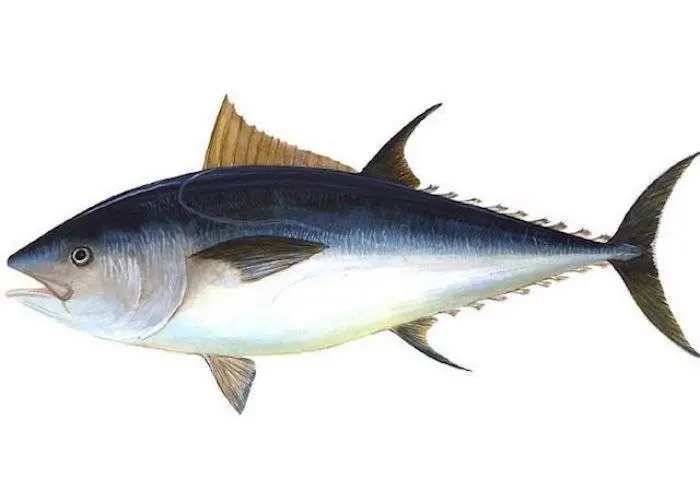 Objections to bluefin MSC certification