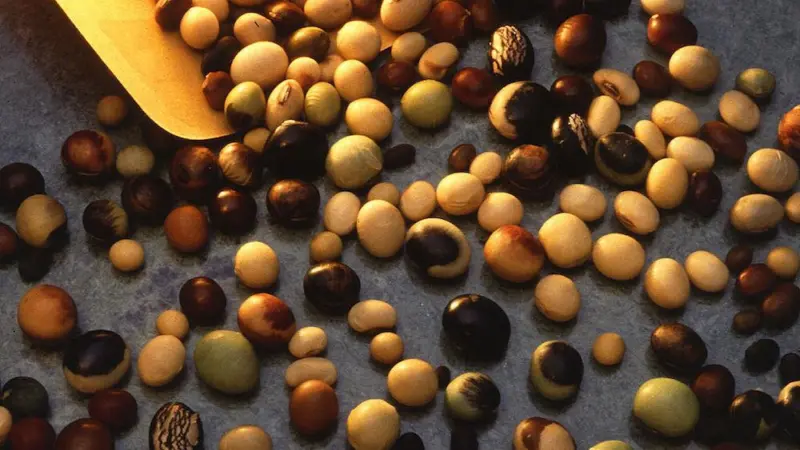 Soya varieties Credit: USDA