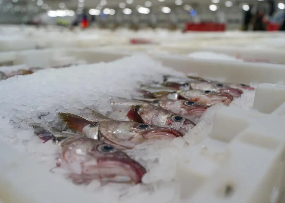 Scottish seafood producers have called for urgent discussions about post-Brexit immigration Credit: SSA