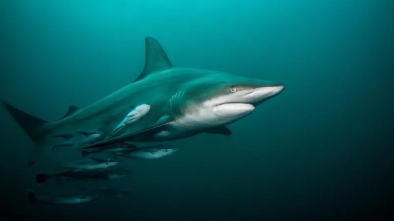 NOAA is against restricting the sale of shark fins Credit: Getty Images