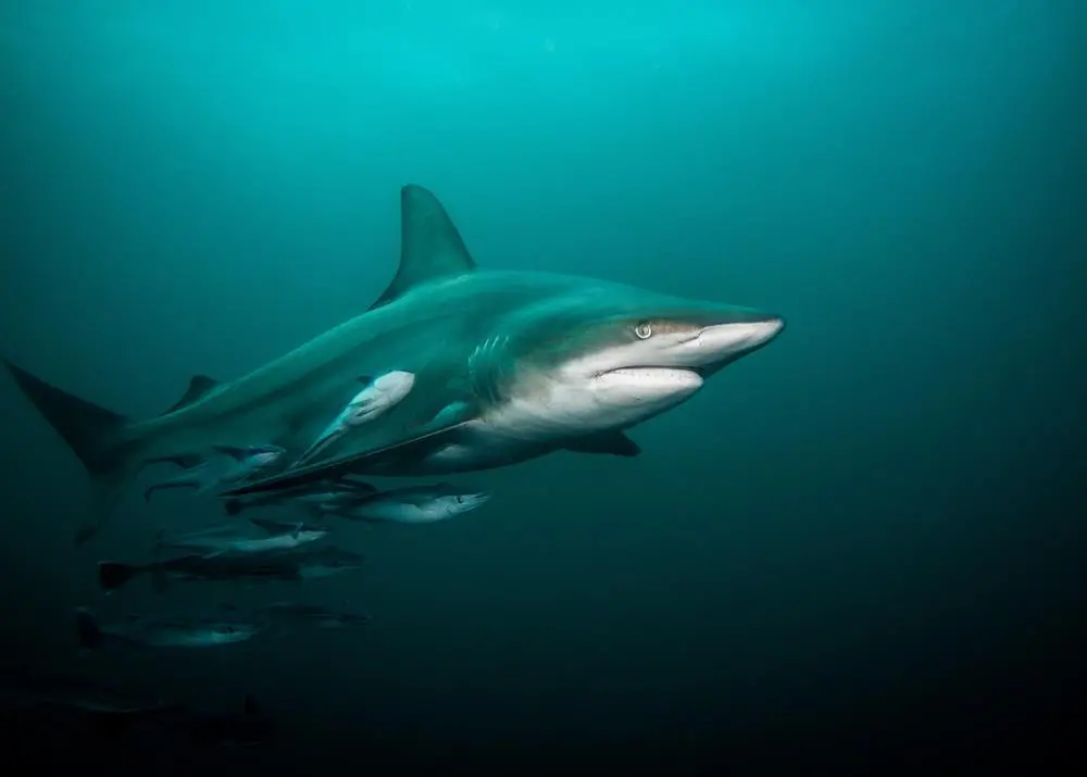 NOAA is against restricting the sale of shark fins Credit: Getty Images