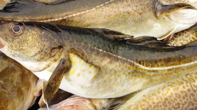 Norcord has raised investment of NOK105m in a bid to become the world's leading producer of farmed cod Credit: Norcod