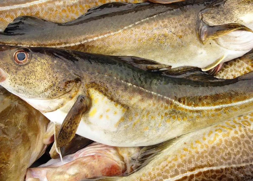 Norcord has raised investment of NOK105m in a bid to become the world's leading producer of farmed cod Credit: Norcod