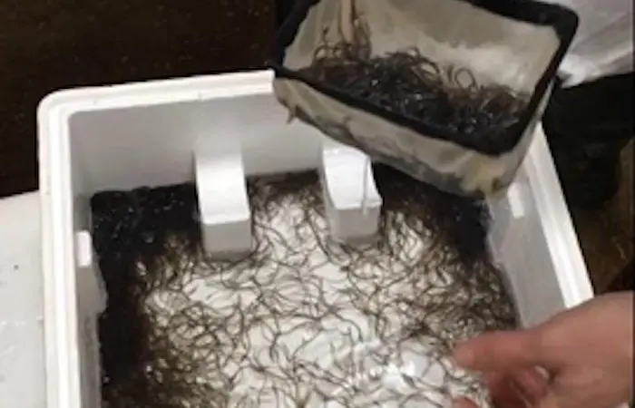 Gilbert Khoo has been found guilty of eel smuggling Photo: Cefas