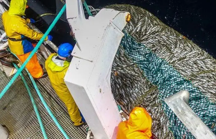 EthiCatch: A research project into fish welfare, ethics, quality and added value in coastal fisheries Photo: Emil Bremnes/Nofima