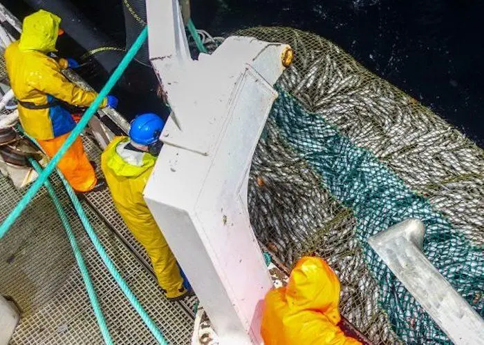 EthiCatch: A research project into fish welfare, ethics, quality and added value in coastal fisheries Photo: Emil Bremnes/Nofima