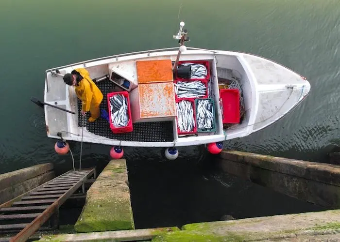 Seafood Cornwall's #FishToYourDoor initiative