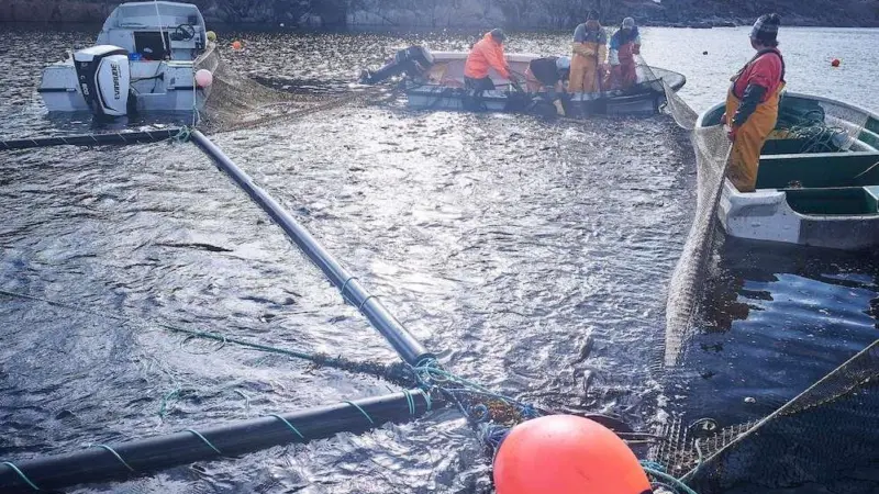 From Fish Waste to Value Added Ingredients