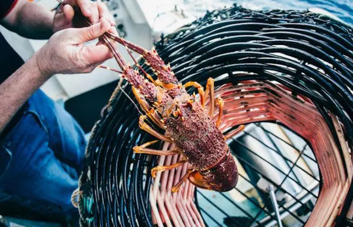 Air freight deal opens up Australian seafood exports to Asia