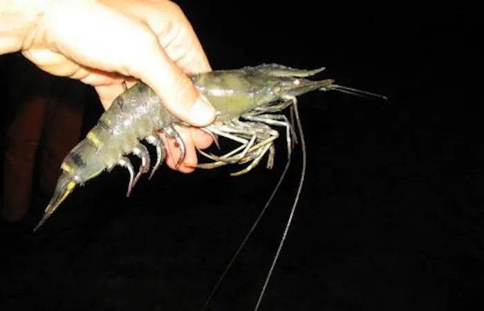 Japan has lifted the inspection order for Indian Black Tiger shrimps Photo: FAO