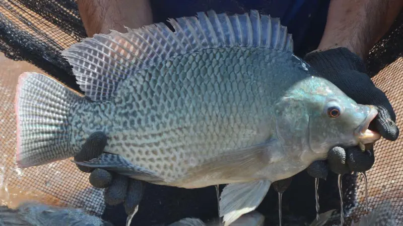 tilapia
